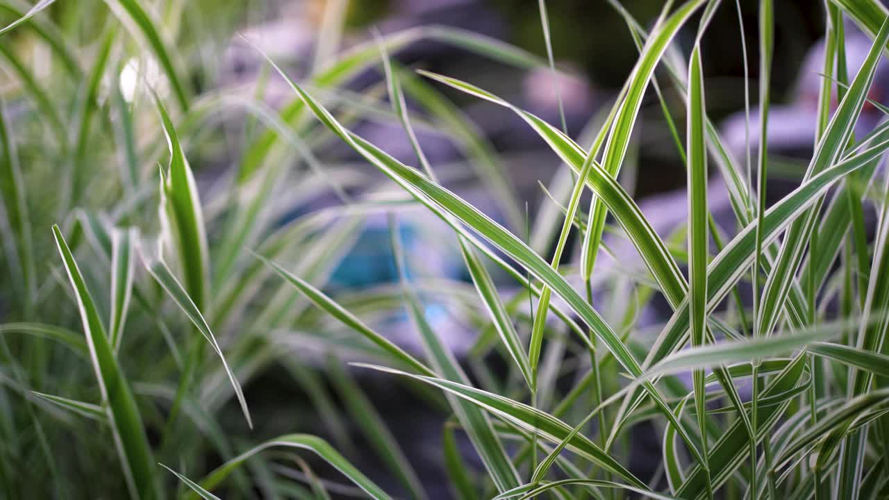 前景中的草的特写。背景是流水。闪烁的蓝色灯光。夏日在公园或花园里。很好的背景音乐冥想和放松。视频素材