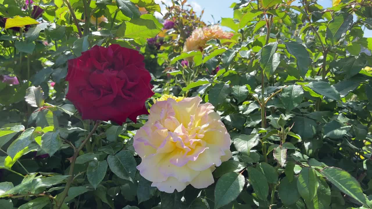 美丽的红粉黄玫瑰花在夏天的花园里。视频素材