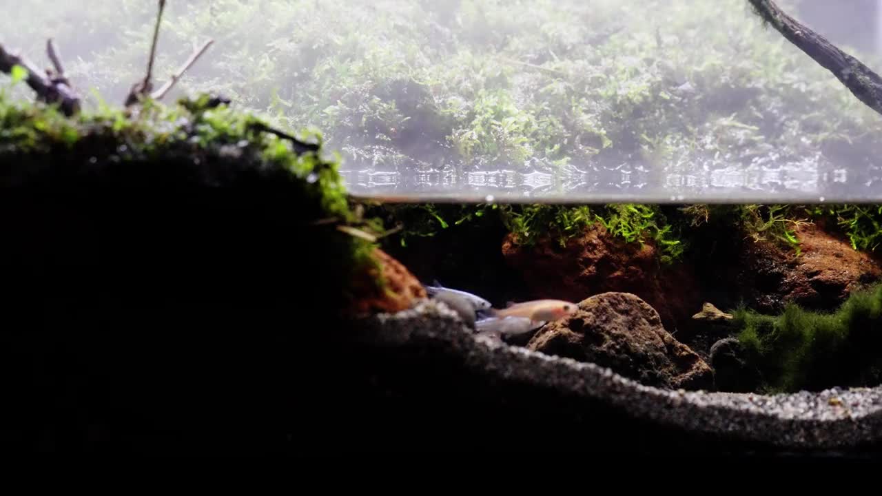 可爱的水母水族馆视频素材