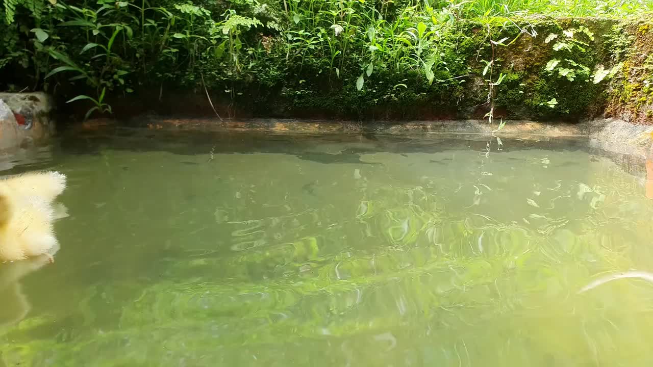 小鸭子在湖里游泳视频素材