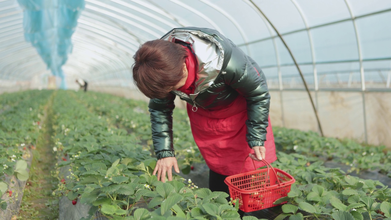 温室里的草莓多得很，亚洲农妇们都很开心——这是家庭工作和生活的快乐视频素材