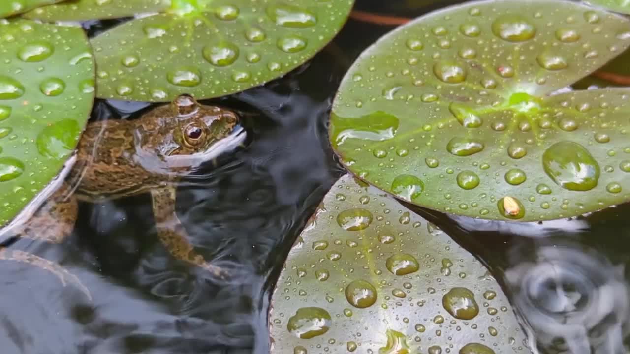 一只青蛙漂浮在池塘里视频素材