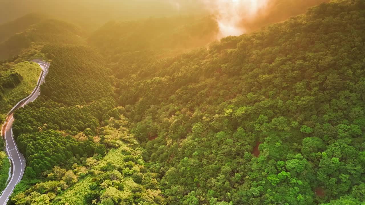 美丽的森林晨景视频素材