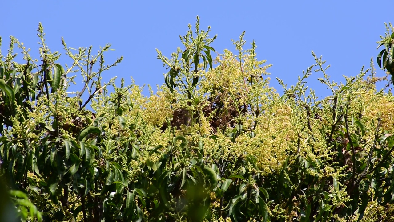 芒果在树顶上开了花视频素材