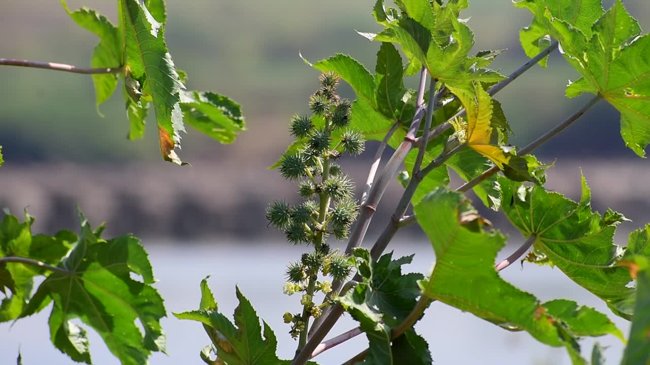 绿色种子蓖麻油植物的特写视频素材