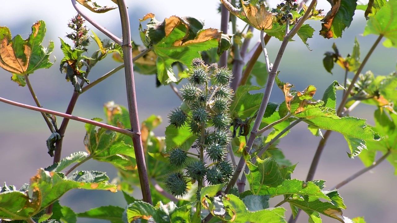 绿色种子蓖麻油植物的特写视频素材