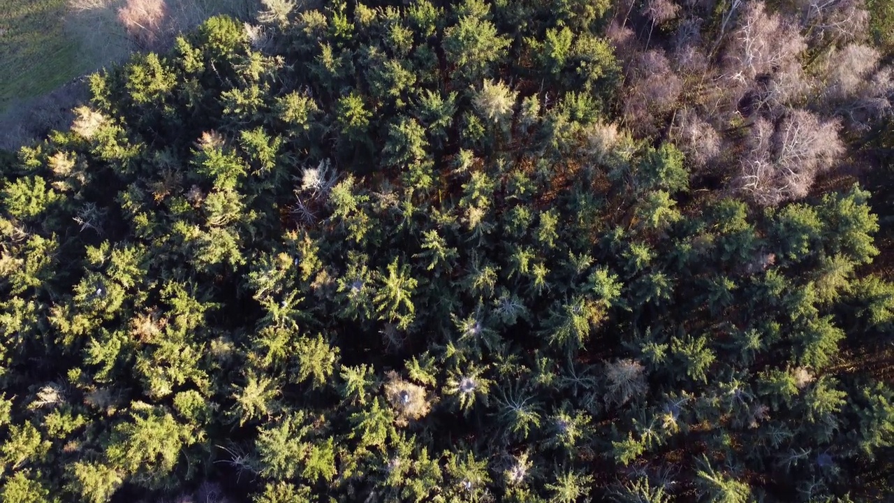 航拍的森林在阿尔贝特斯隆，丹麦郁郁葱葱的绿色自然和植被视频素材