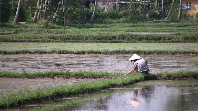 稻田视频素材