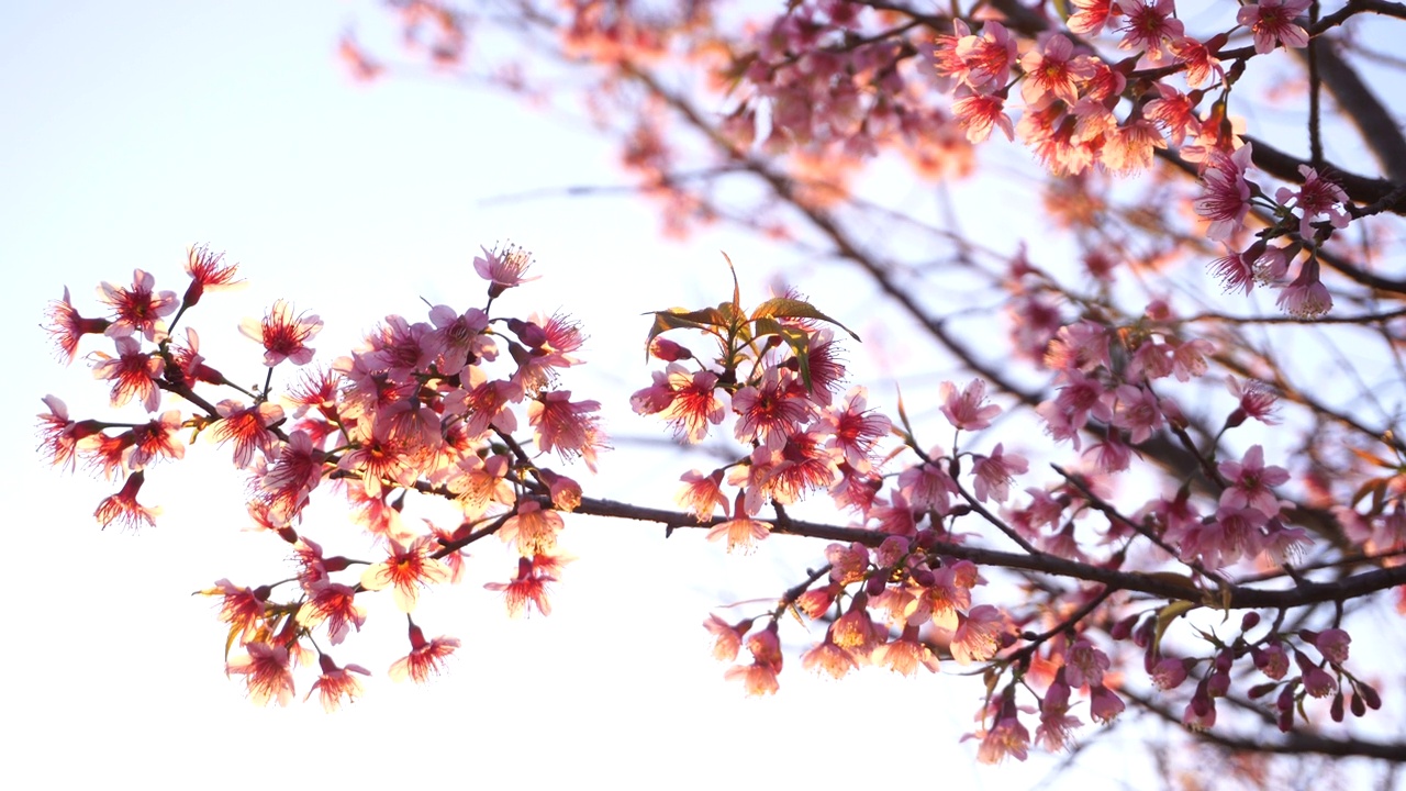 田野里的花在阳光下，风在绿色的背景上，夏天春天开花。花草绿，花园花，盛开的草地。视频下载