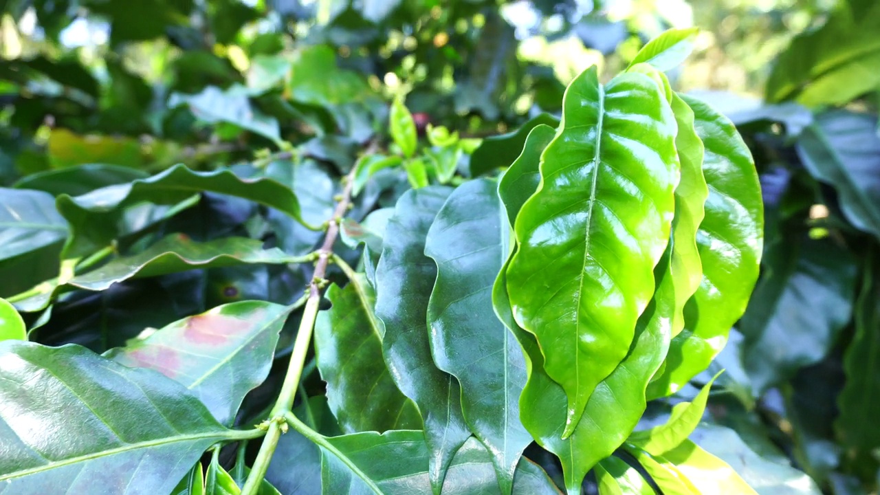 成熟红咖啡豆浆果植物新鲜种子咖啡树生长在绿色生态有机农场。接近红成熟种子阿拉比卡浆果收获的咖啡花园。新鲜咖啡豆绿叶灌木。视频下载