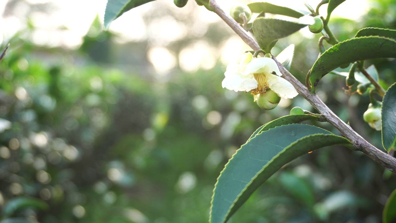 生态草本农场的新鲜绿茶叶子。晨光下的茶园。清新草本绿色天然园林农田。饮用有机放松石南植物。农场里的绿茶树。视频下载