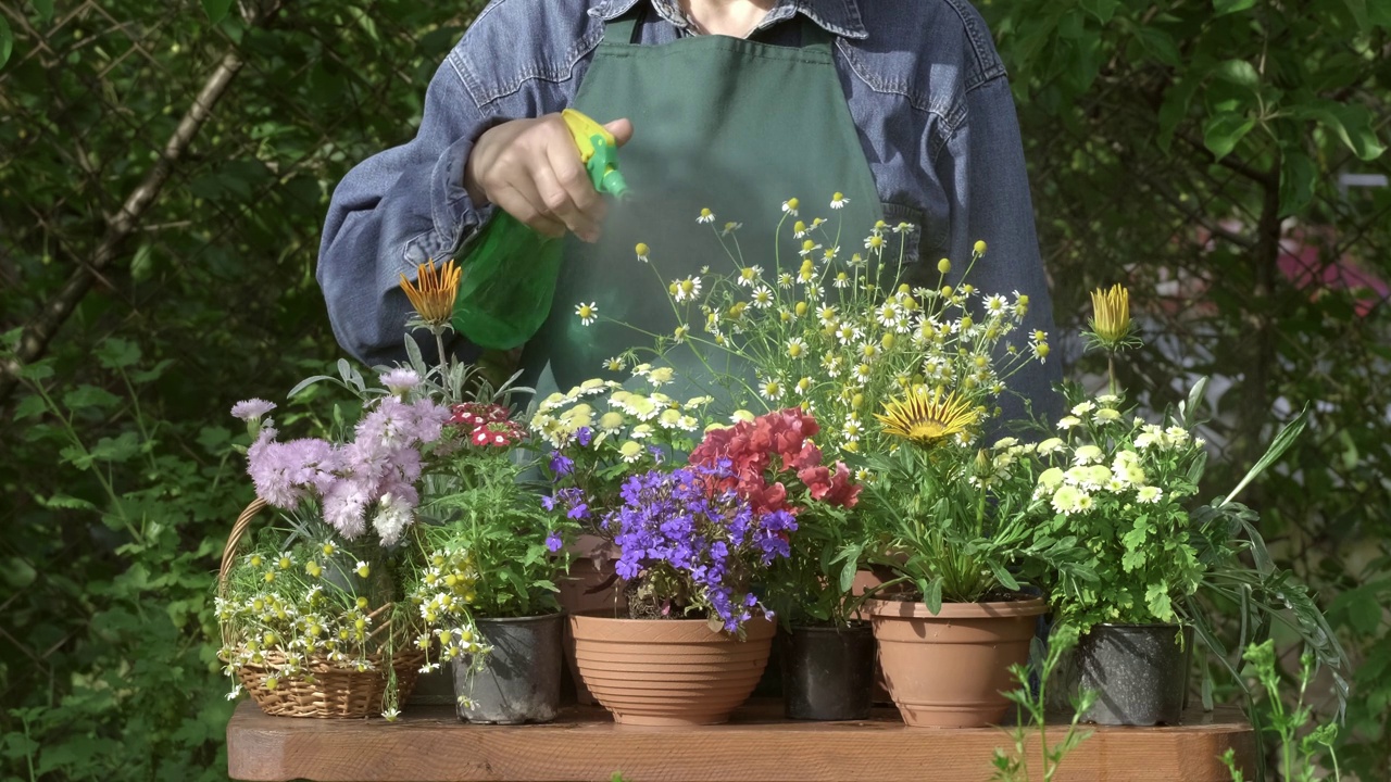 园丁正在给盆栽花浇水。用喷瓶种花、喷花视频素材