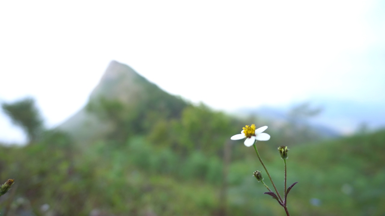 田野里的花在阳光下，风在绿色的背景上，夏天春天开花。花草绿，花园花，盛开的草地。视频下载