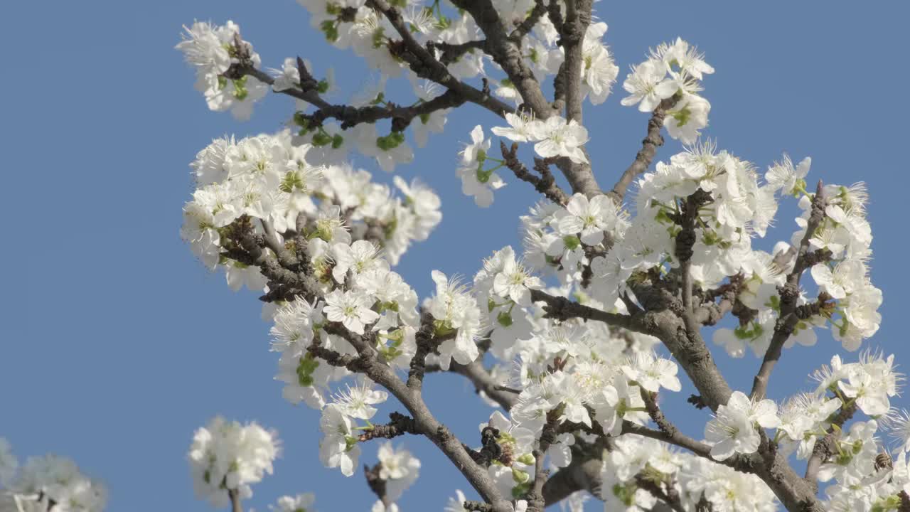 梅花。树枝上开着美丽的白色春梅花视频素材