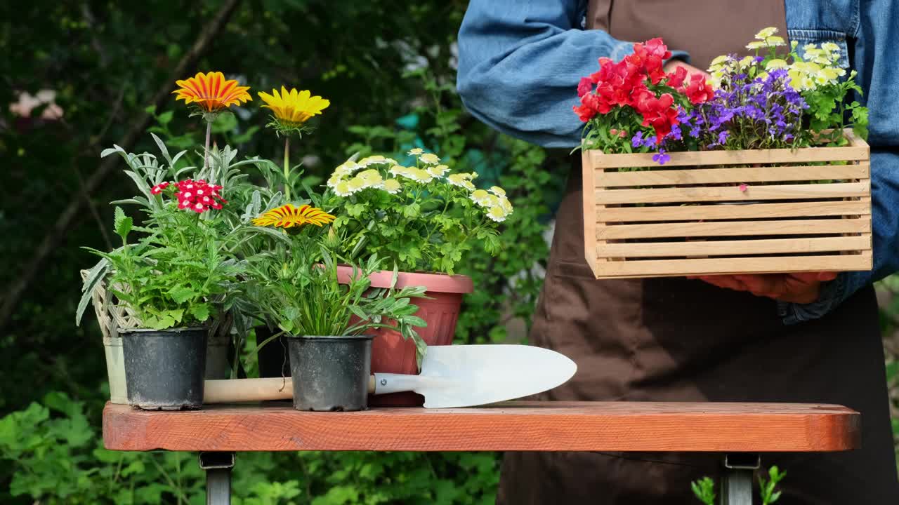 种花。在室外花园的花盆里种植鲜花。移植和种植花卉视频素材