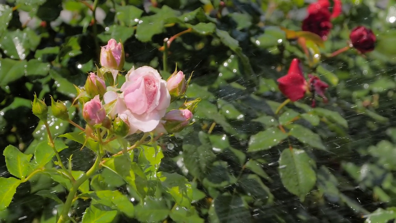 在公园里为美丽的盛开的花朵——粉红色的玫瑰浇水:慢动作视频素材