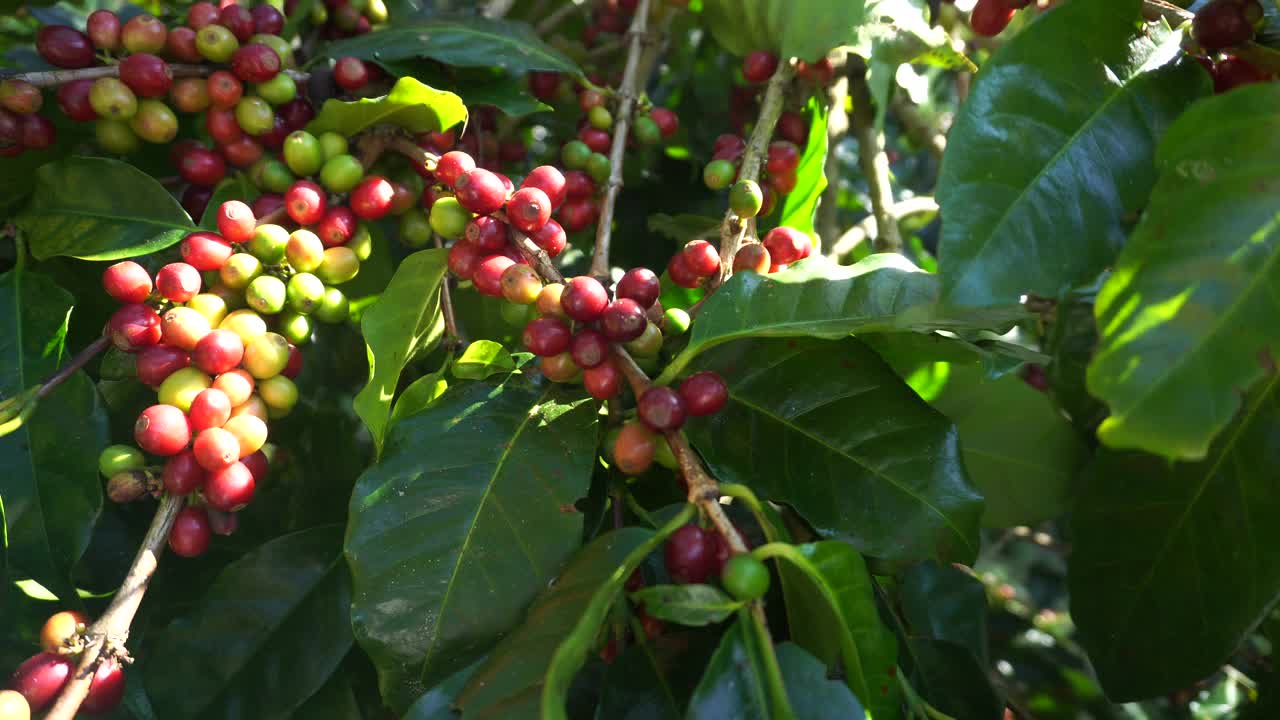 成熟红咖啡豆浆果植物新鲜种子咖啡树生长在绿色生态有机农场。接近红成熟种子阿拉比卡浆果收获的咖啡花园。新鲜咖啡豆绿叶灌木。视频下载