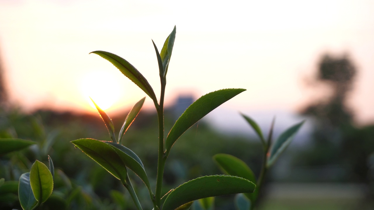 生态草本农场的新鲜绿茶叶子。晨光下的茶园。清新草本绿色天然园林农田。饮用有机放松石南植物。农场里的绿茶树。视频素材