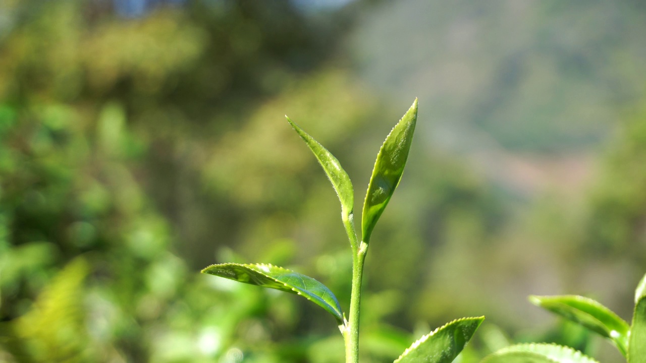 生态草本农场的新鲜绿茶叶子。晨光下的茶园。清新草本绿色天然园林农田。饮用有机放松石南植物。农场里的绿茶树。视频素材