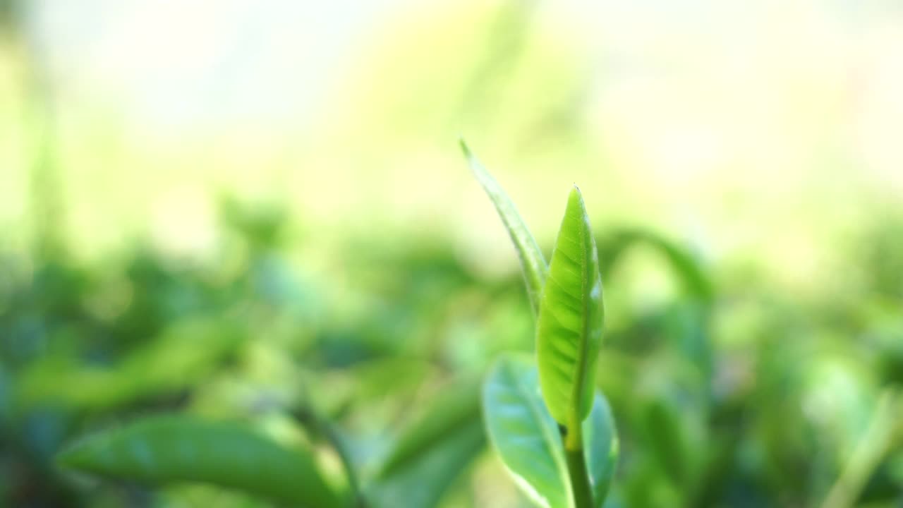 生态草本农场的新鲜绿茶叶子。晨光下的茶园。清新草本绿色天然园林农田。饮用有机放松石南植物。农场里的绿茶树。视频素材