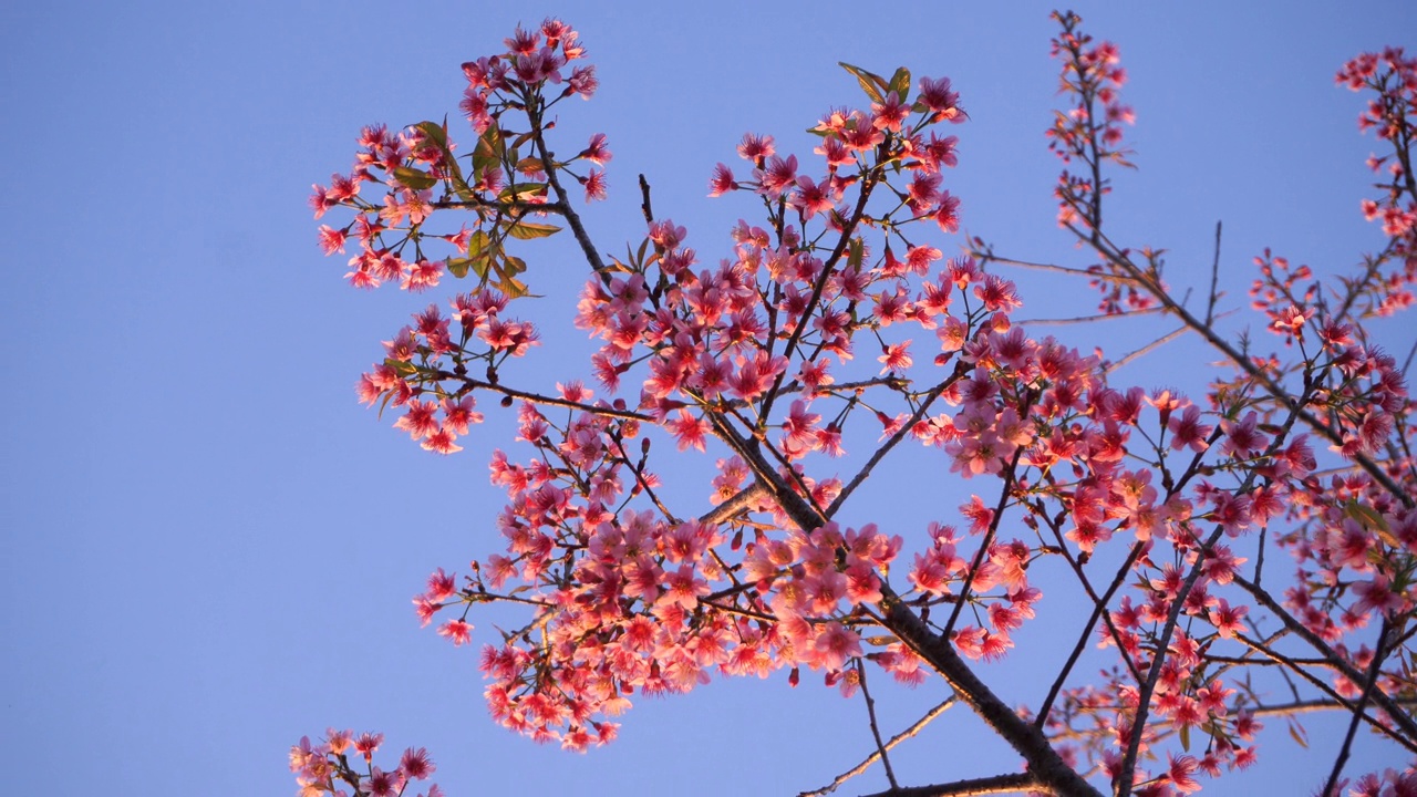 田野里的花在阳光下，风在绿色的背景上，夏天春天开花。花草绿，花园花，盛开的草地。视频素材