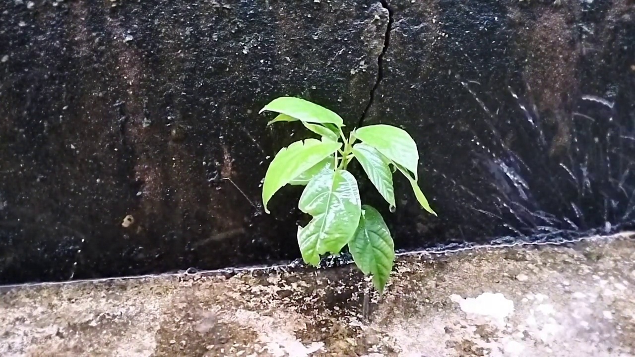 植物和雨水视频下载