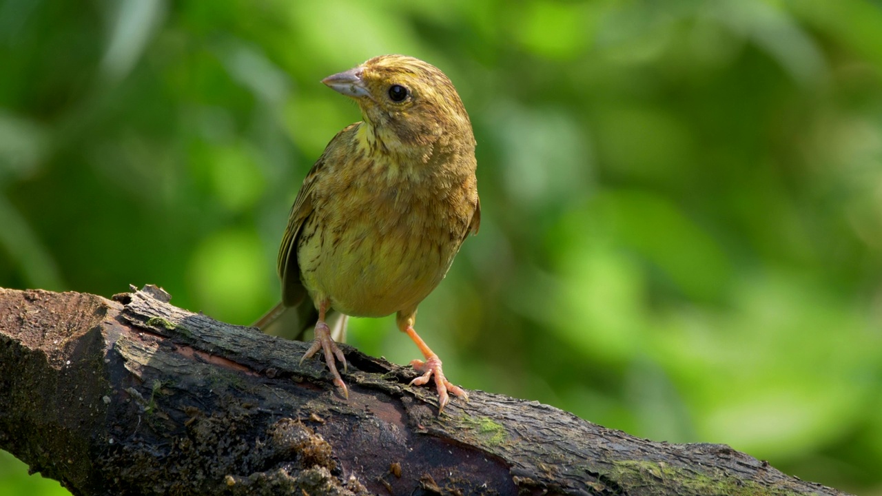 特写的一个美丽的黄锤(Emberiza Citrinella)从树枝上飞行视频素材