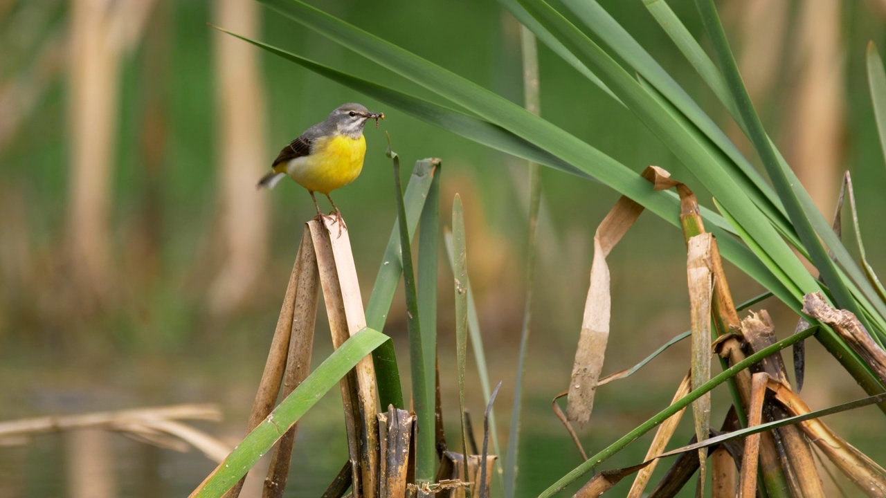 特写镜头:一只灰色的摇尾鱼(Motacilla cinerea)栖息在一片叶子上，嘴里含着猎物视频素材