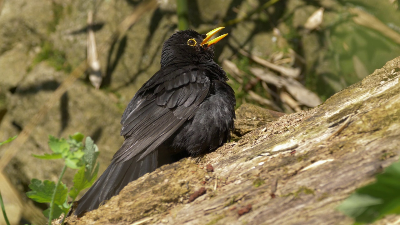 一只普通黑鹂(Turdus merula)栖息在森林中的一棵树上的特写镜头视频素材