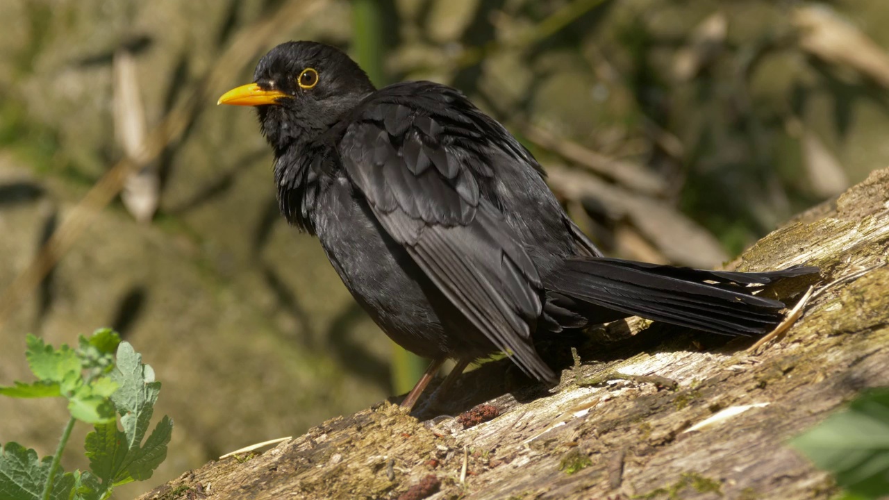 一只普通黑鹂(Turdus merula)栖息在森林中的一棵树上的特写镜头视频素材