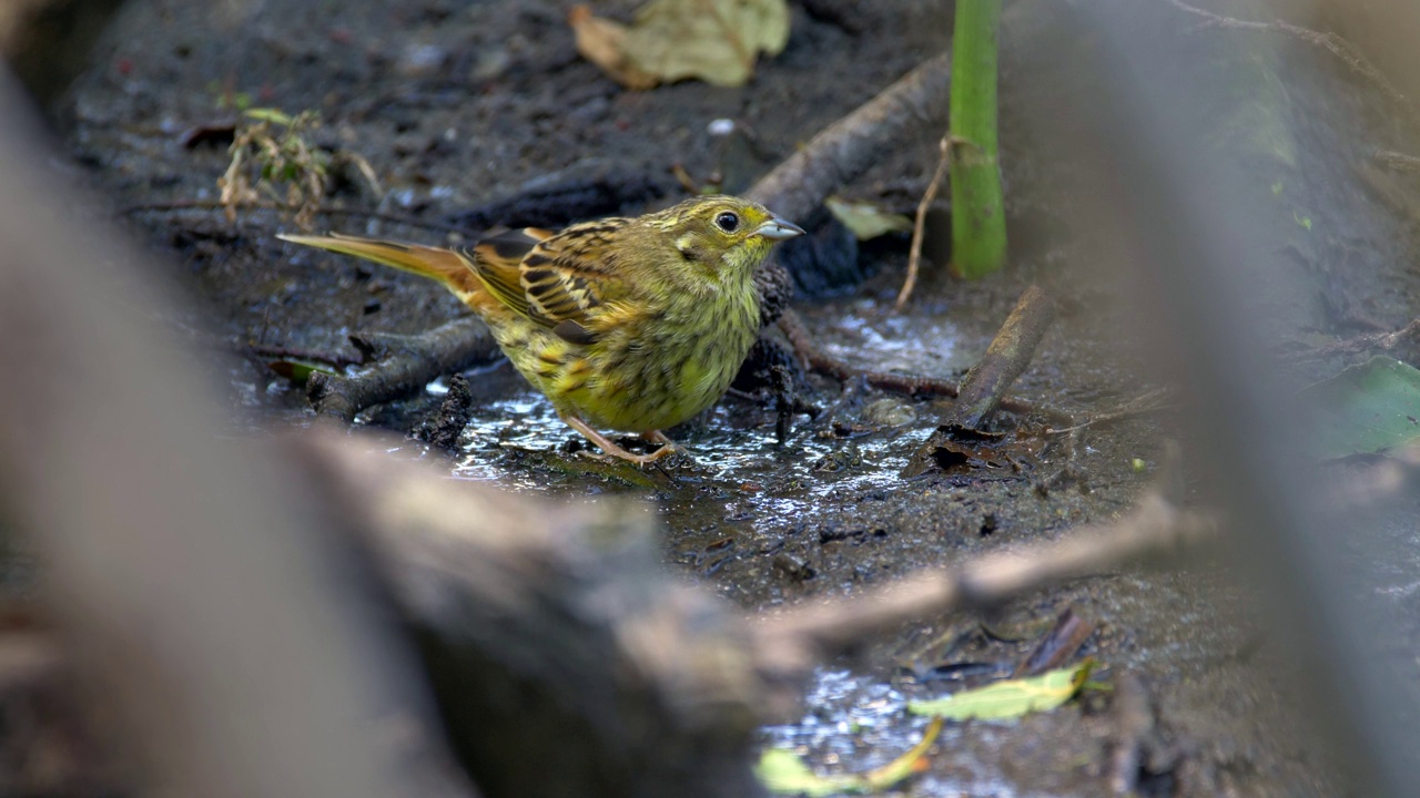 一只可爱的黄锤鱼(Emberiza Citrinella)在模糊的背景下寻找食物视频素材