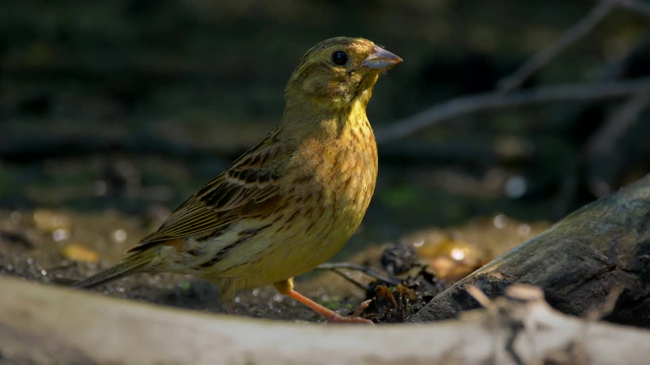 一只可爱的黄锤鱼(Emberiza Citrinella)在模糊的背景下寻找食物视频素材