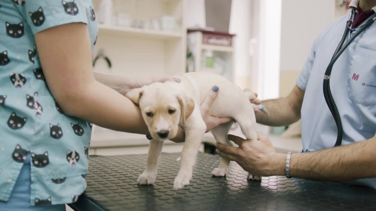 一只拉布拉多犬正在接受兽医的检查视频素材