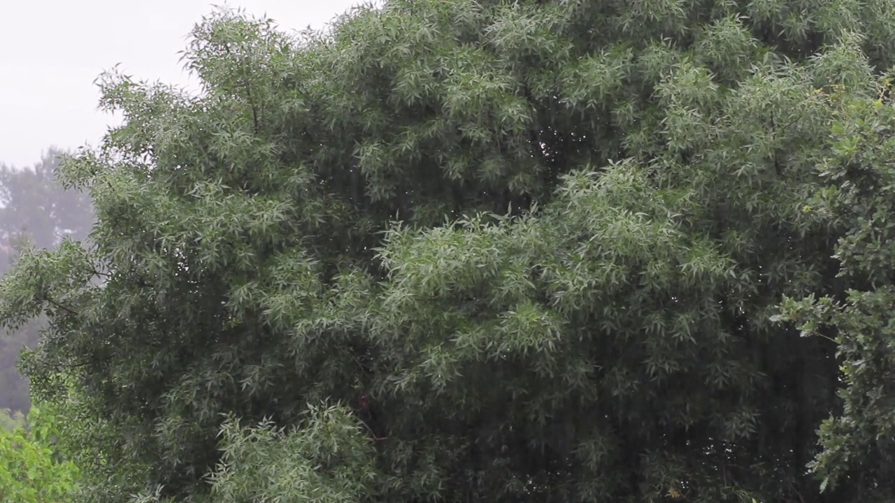 大雨在树木的背景下——秋天的天气，雨季，阵风视频素材