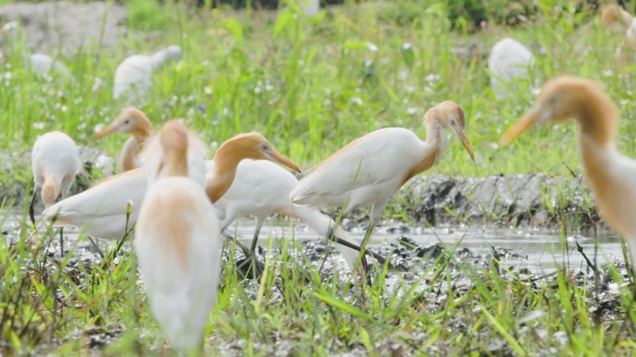 特写一只白鹭鸟(egretta garzetta)正在稻田里寻找食物，是鹭科的一种小苍鹭视频素材