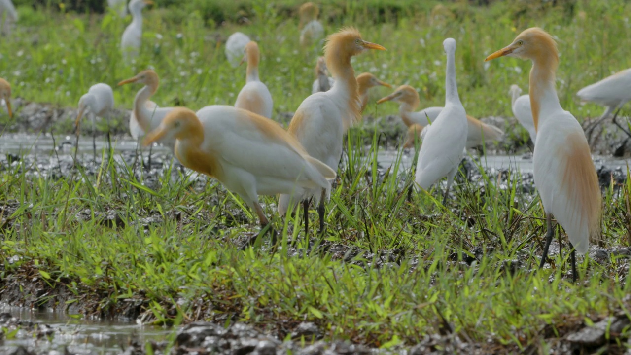 特写一只白鹭鸟(egretta garzetta)正在稻田里寻找食物，是鹭科的一种小苍鹭视频素材