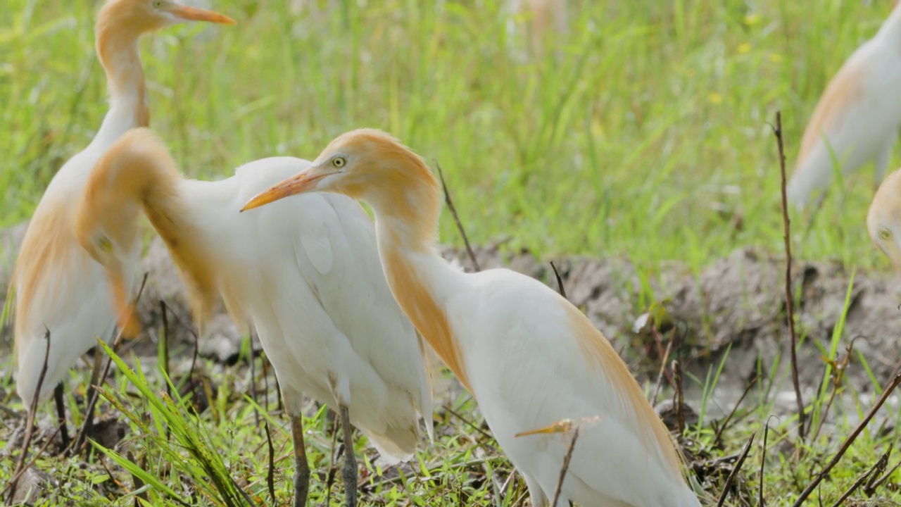 特写一只白鹭鸟(egretta garzetta)正在稻田里寻找食物，是鹭科的一种小苍鹭视频素材