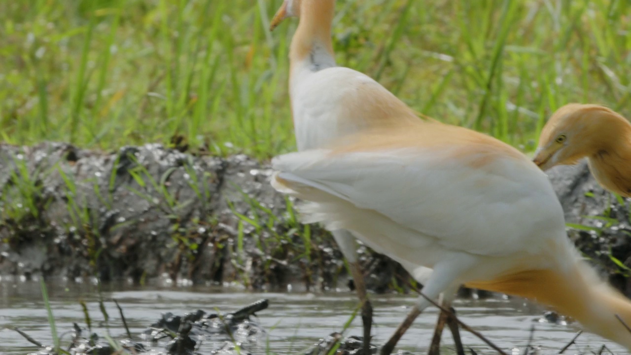 特写一只白鹭鸟(egretta garzetta)正在稻田里寻找食物，是鹭科的一种小苍鹭视频素材