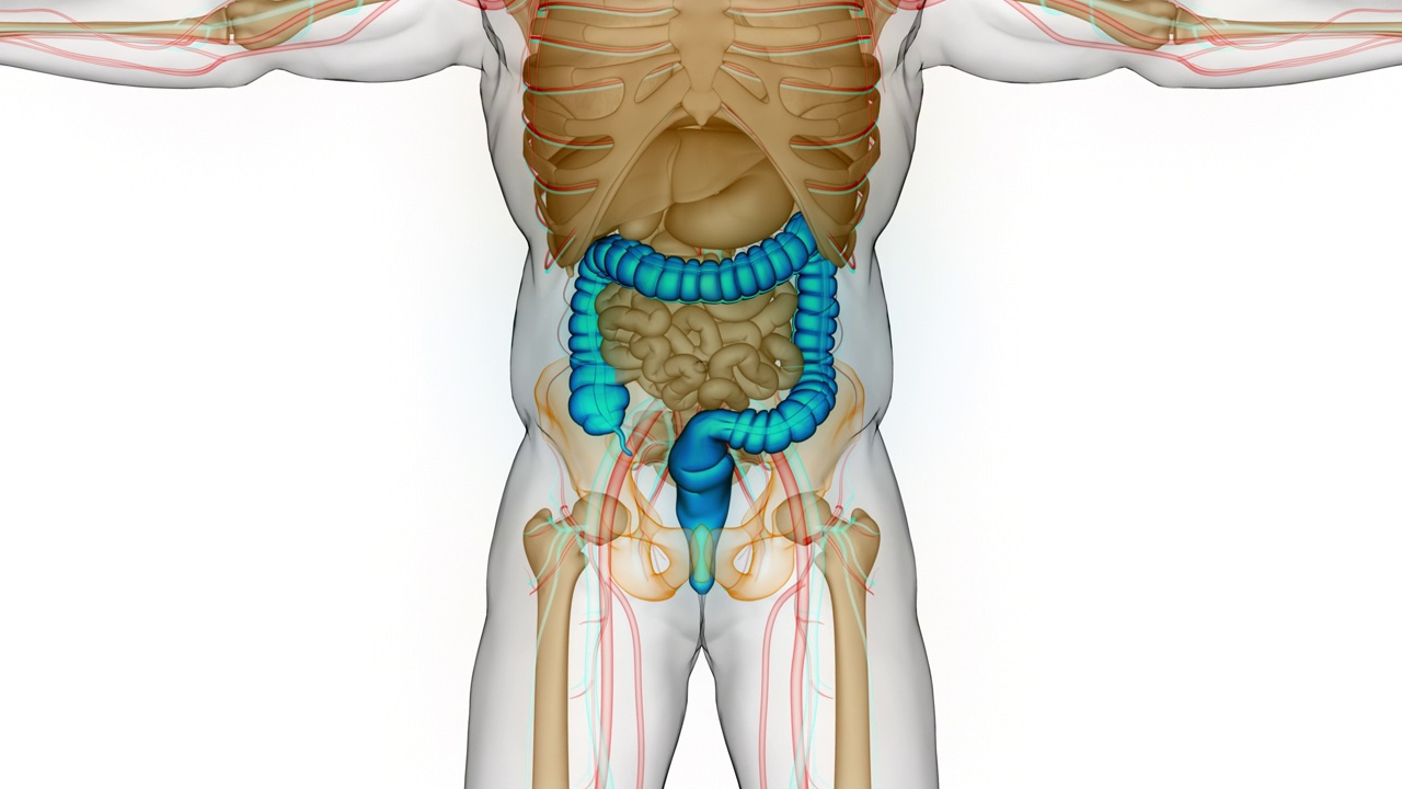 人体消化系统大肠解剖动画概念视频素材