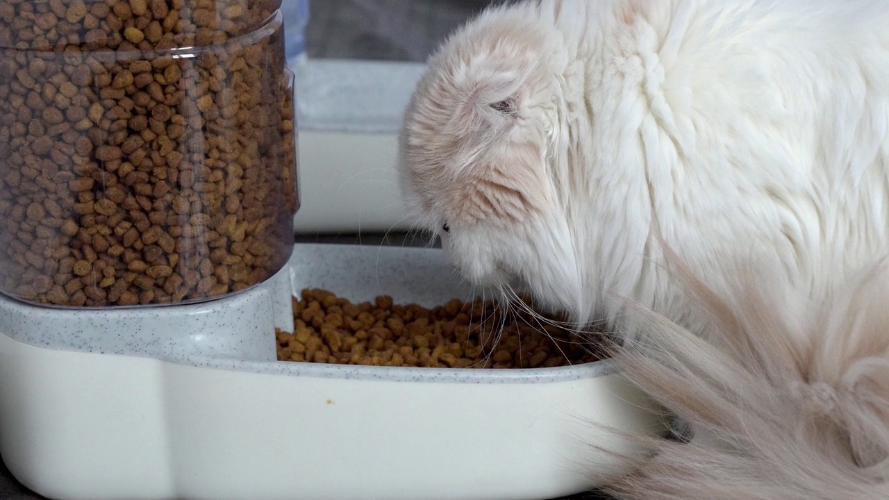 特写长毛猫从自动喂食器吃有机食物。猫在家里吃白色碗里的干粮。喂宠物。动物和宠物饲料概念。视频素材