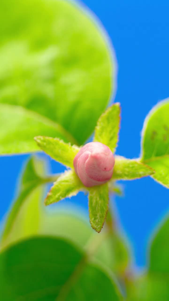 在蓝色背景的延时视频中，榅桲花盛开。垂直时间间隔以9:16的比例移动电话和社交媒体准备就绪。视频素材