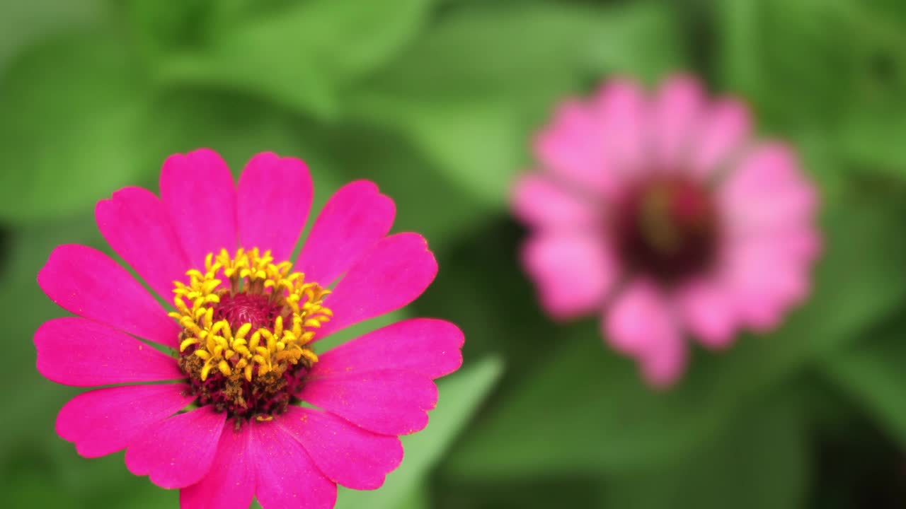 蝴蝶从百日菊花田里喂花蜜视频素材