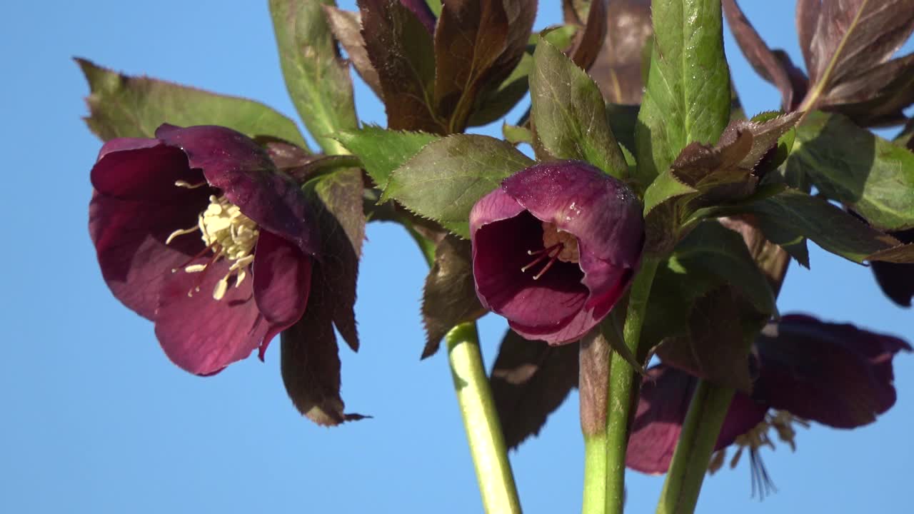 在空间中旋转的东方Helleborus orientalis花视频素材