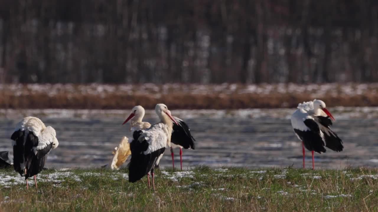 A big group of storks on a meadow next to a road at a cold day in winter next to Büttelborn in Hesse, Germany.视频素材