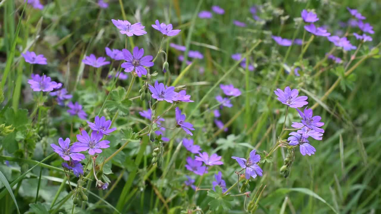 花的背景视频素材