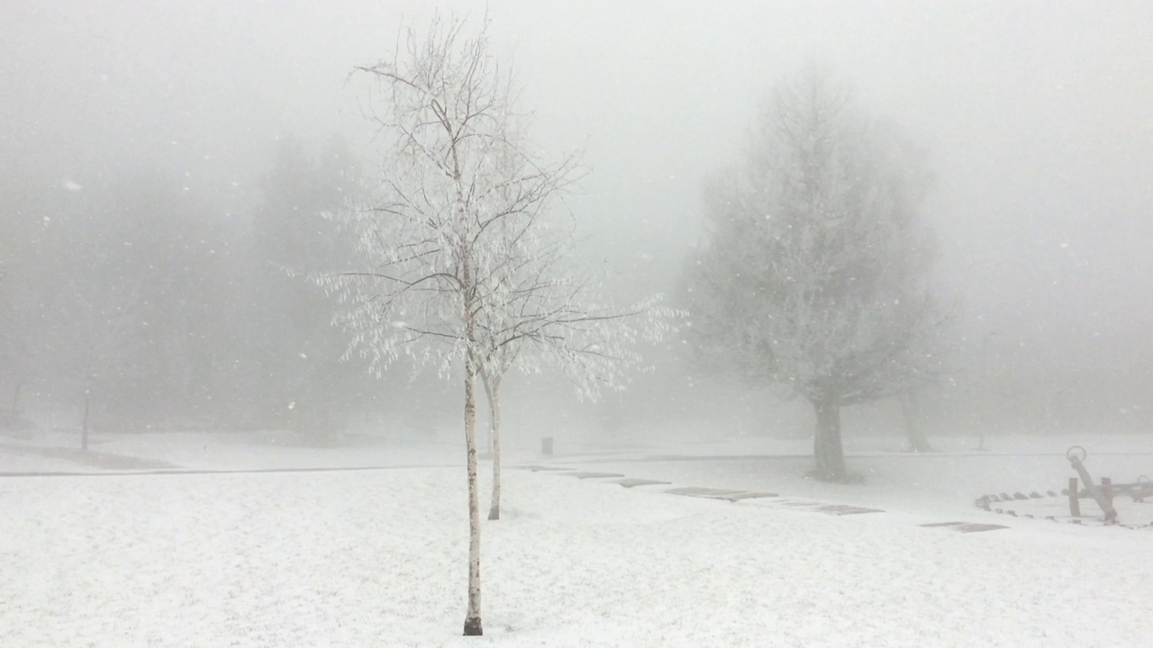 公园里下雪了视频素材