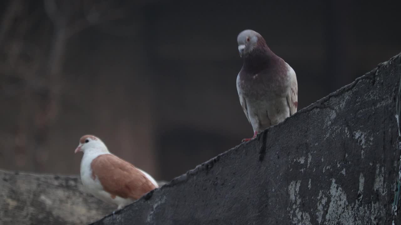 小鸟视频素材