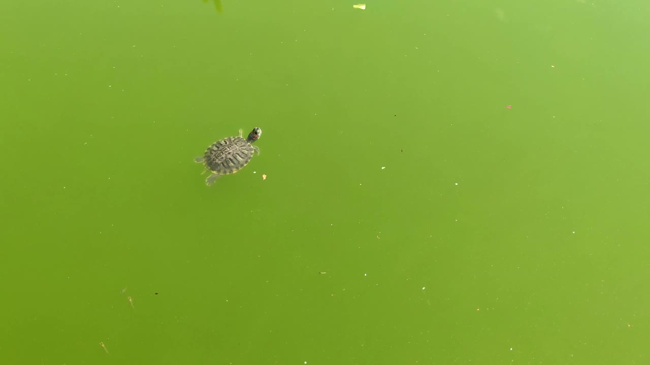 乌龟在绿色的水里游泳视频素材