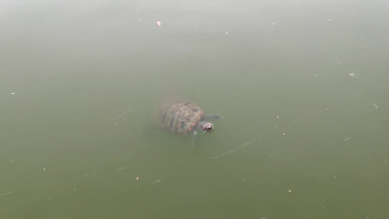 乌龟在绿色的水里游泳视频素材