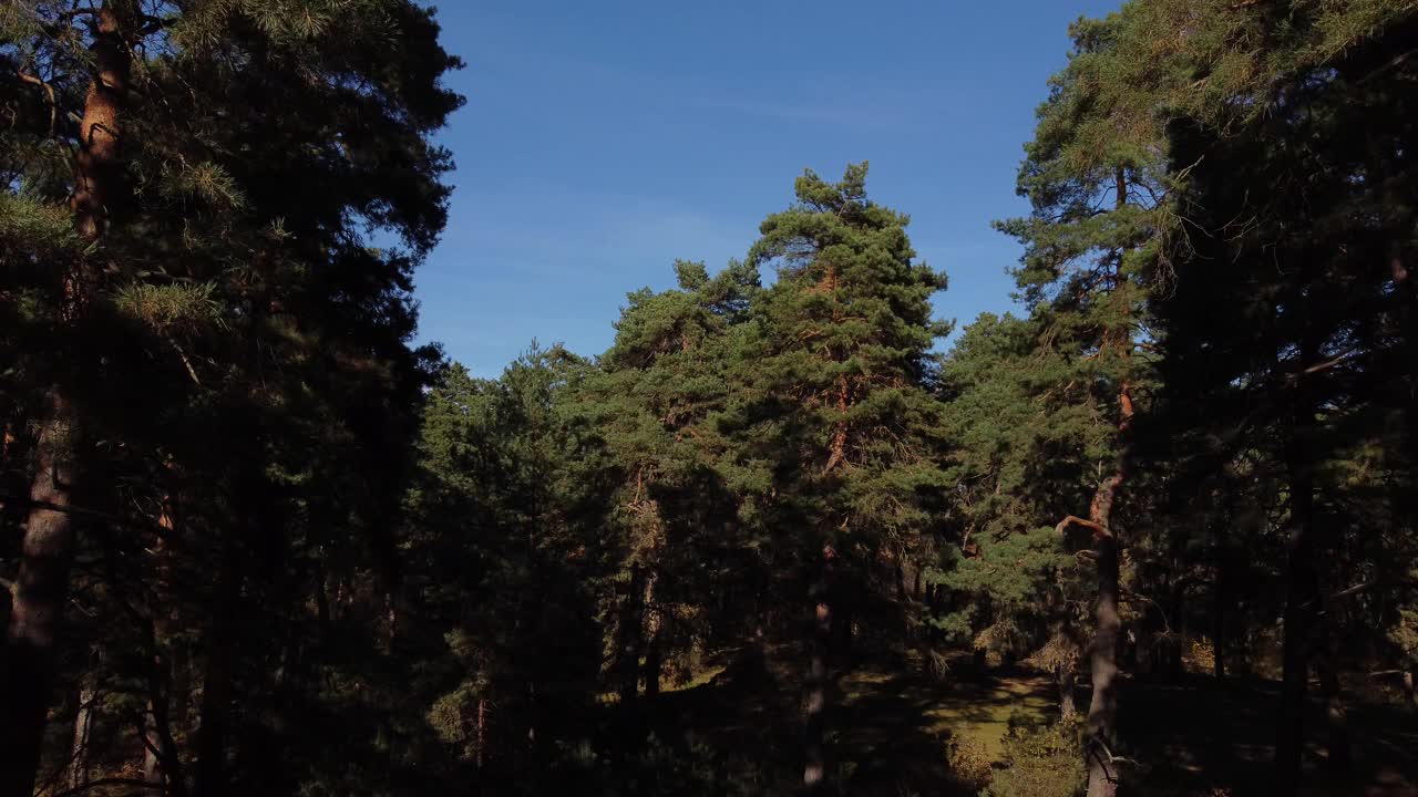 走在春天的松林里。移动相机的太阳通过高大的树干松树在绿色的森林在自然。新鲜空气，冒险，户外概念。视频素材